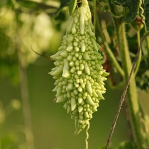 BITTER GOURD