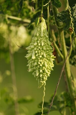 BITTER GOURD
