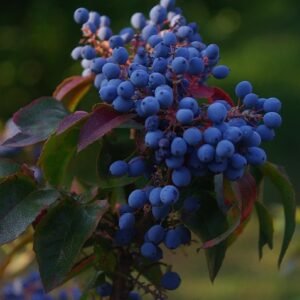 BLUE BERRY