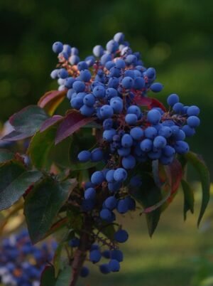 BLUE BERRY
