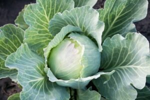 CABBAGE