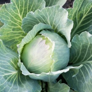 CABBAGE