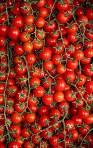 CHERRY TOMATO