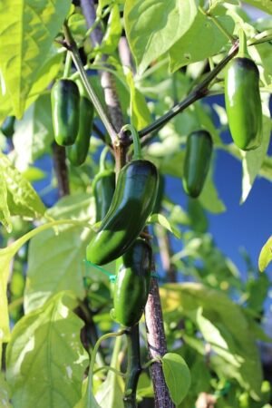GREEN CHILLY