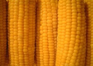 BABY CORN