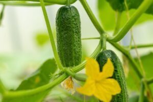CUCUMBER