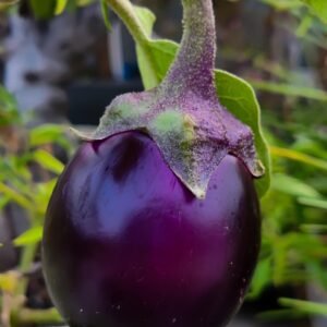 BRINJAL