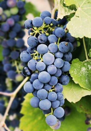 GRAPES