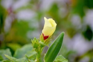 LADY FINGER