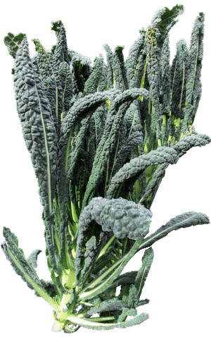 KALE