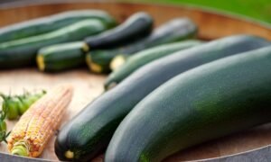 ZUCCHINI